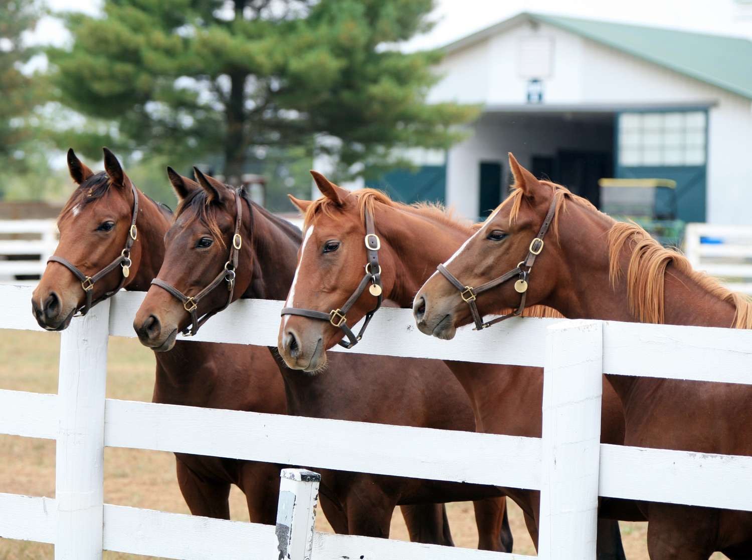 Kentucky horse country experience